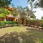 Pinus Blissful Breeze Fort Village