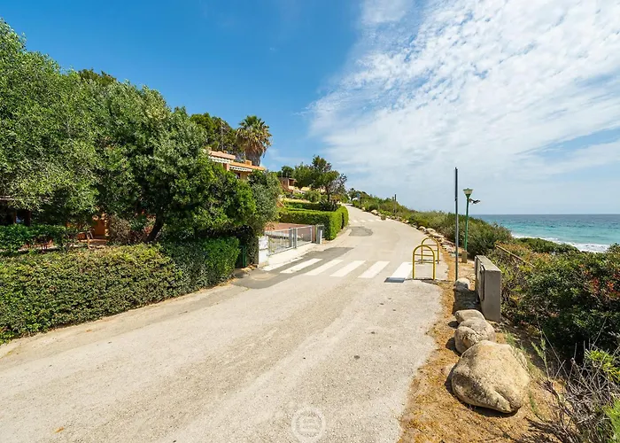 Pinus Blissful Breeze *